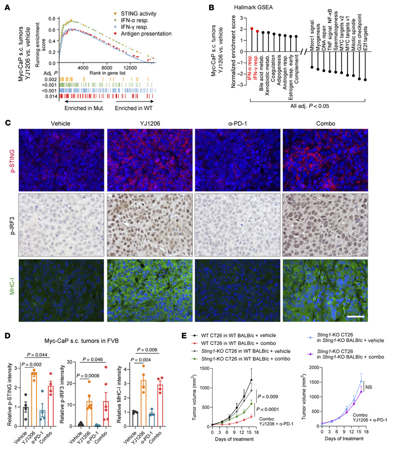 Antitumor activity of CDK12/13 degradation is STING dependent.
(A) Enric...