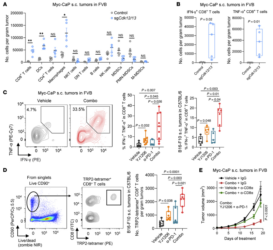 Antitumor activity of CDK12/13 degradation is CD8+ T cell dependent.
(A)...