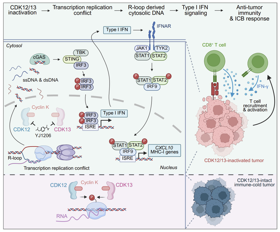 Mechanistic model of CDK12/13 antagonism enhancing antitumor immunity.
S...