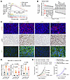 Antitumor activity of CDK12/13 degradation is STING dependent.