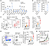 Antitumor activity of CDK12/13 degradation is CD8+ T cell dependent.