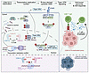 Mechanistic model of CDK12/13 antagonism enhancing antitumor immunity.