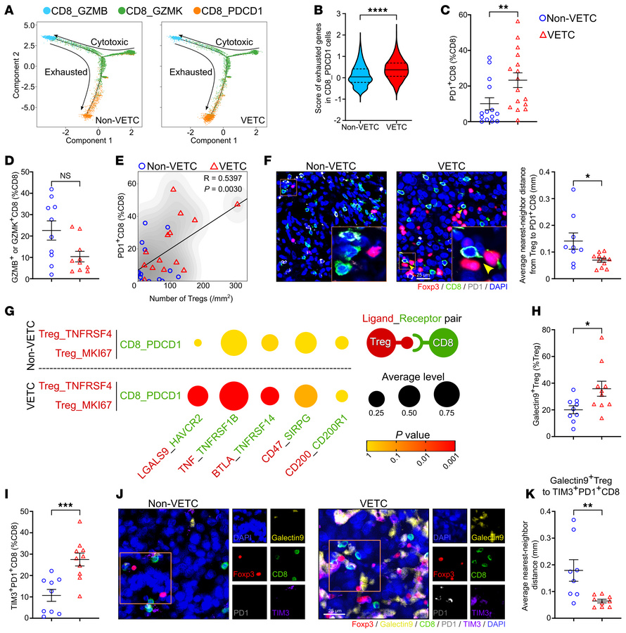 CD8+ T cells exhibit a more exhausted phenotype in human VETC tumors com...
