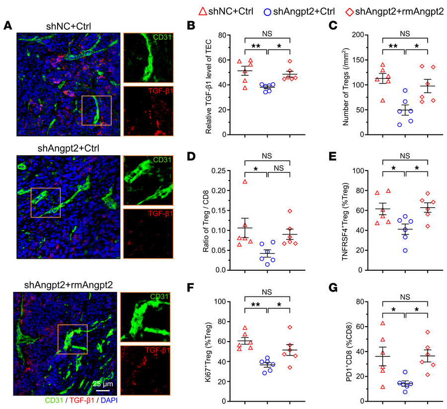 Restoration of VETC formation by recombinant Angpt2 supplementation rees...