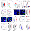 Tregs are more abundant and exhibit greater immunosuppressive and prolifera