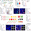 CD8+ T cells exhibit a more exhausted phenotype in human VETC tumors compar