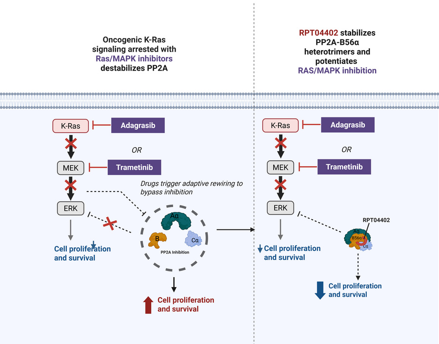 graphical abstract