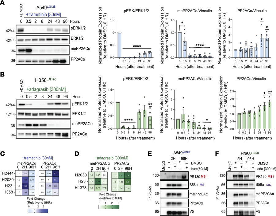 Inhibition of RAS/MAPK signaling in NSCLC reduces methylated PP2ACα and ...