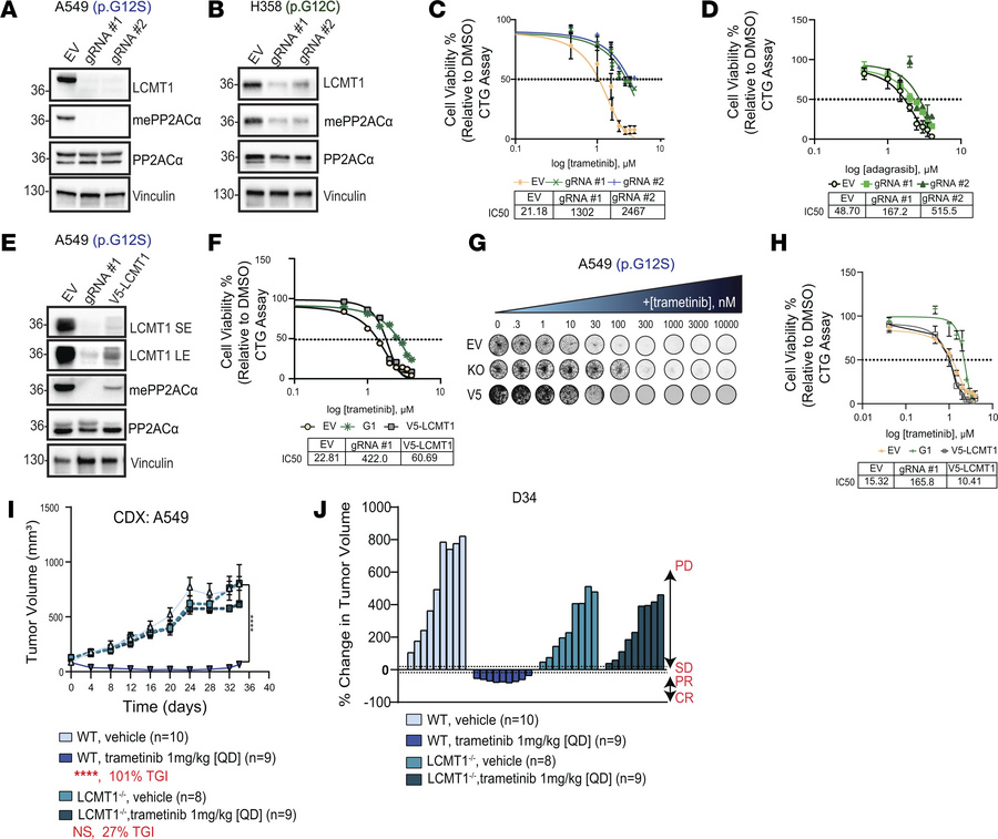Demethylation of PP2ACα drives intrinsic resistance to RAS/MAPK inhibiti...
