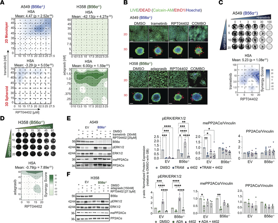 Loss of B56α abolishes synergy between RPT04402 and RAS/MAPK inhibition....