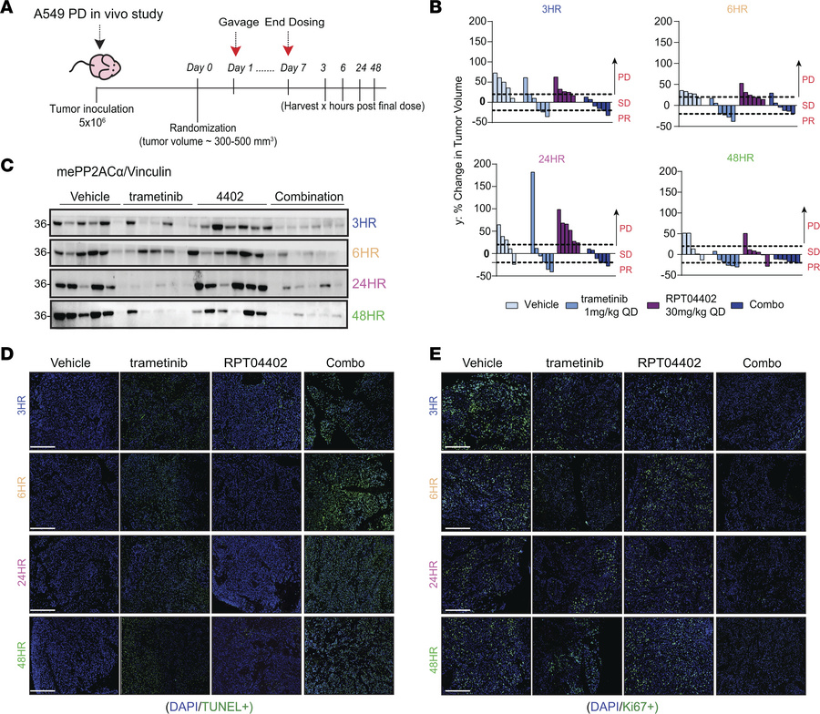 RPT04402 enhances trametinib-induced apoptosis in vivo.
(A) Schematic of...