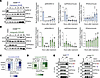 Inhibition of RAS/MAPK signaling in NSCLC reduces methylated PP2ACα and alt