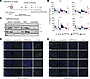 RPT04402 enhances trametinib-induced apoptosis in vivo.