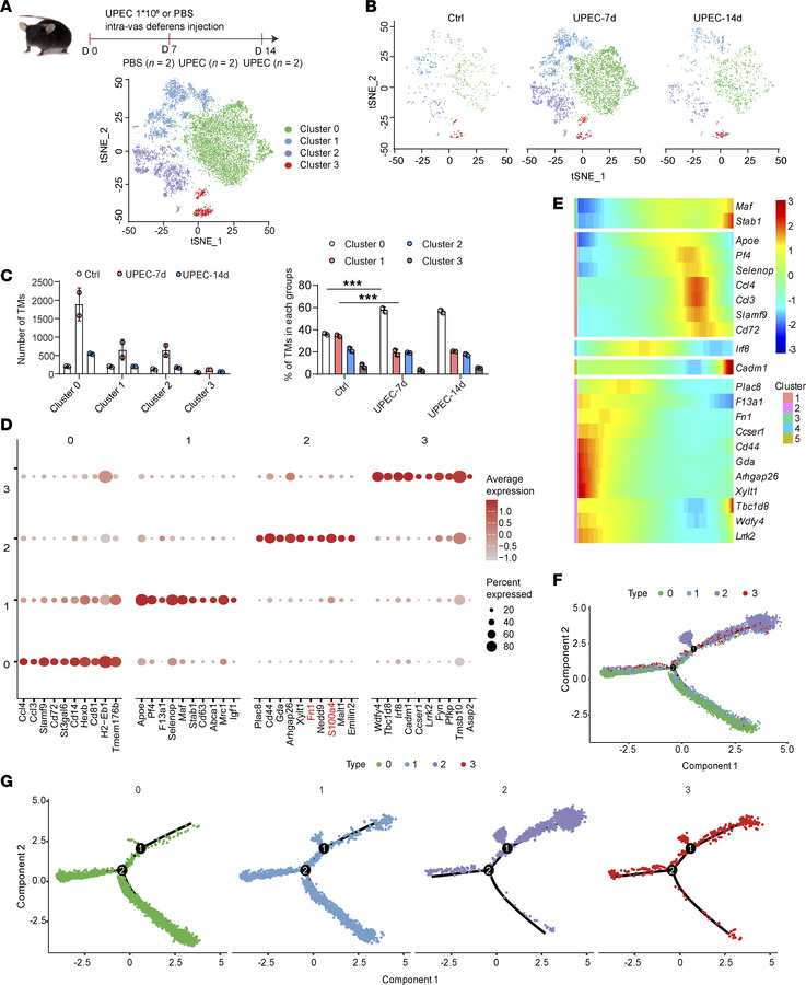 UPEC infection modifies TM subtype distribution.
(A and B) Schematic rep...