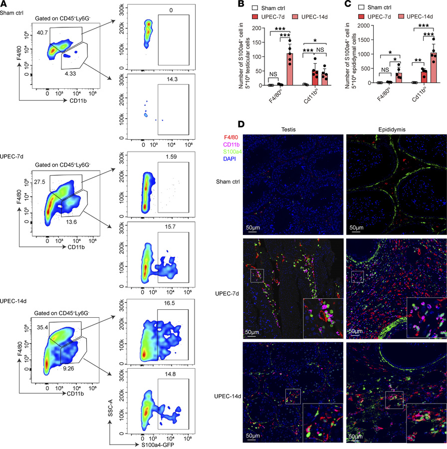 UPEC infection promotes accumulation of S100a4+ TMs in the testes and ep...