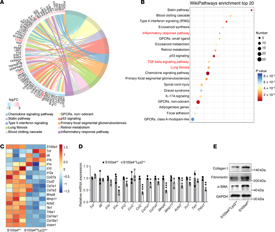 S100a4+ macrophages express ECM proteins.
(A and B) BMDMs were generated...