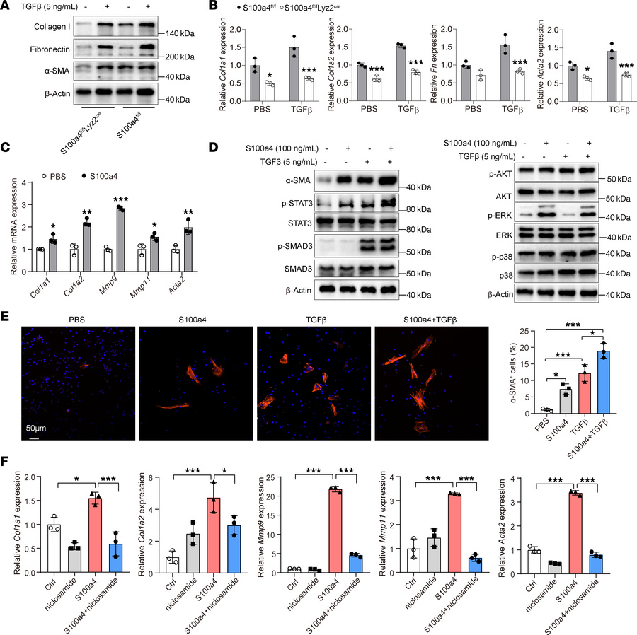 S100a4 activates the p-STAT3 signaling pathway in macrophages.
(A and B)...