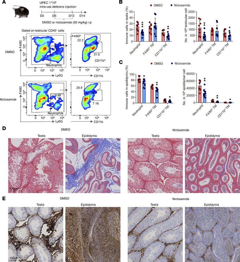 Niclosamide inhibits tissue damage and fibrosis in UPEC-induced epididym...