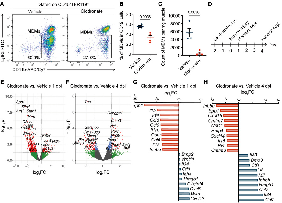 Macrophage depletion reduces muscle injury–induced activin A expression....