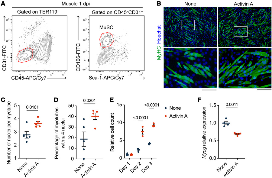 Activin A stimulates myoblast proliferation.
(A) Representative flow cyt...