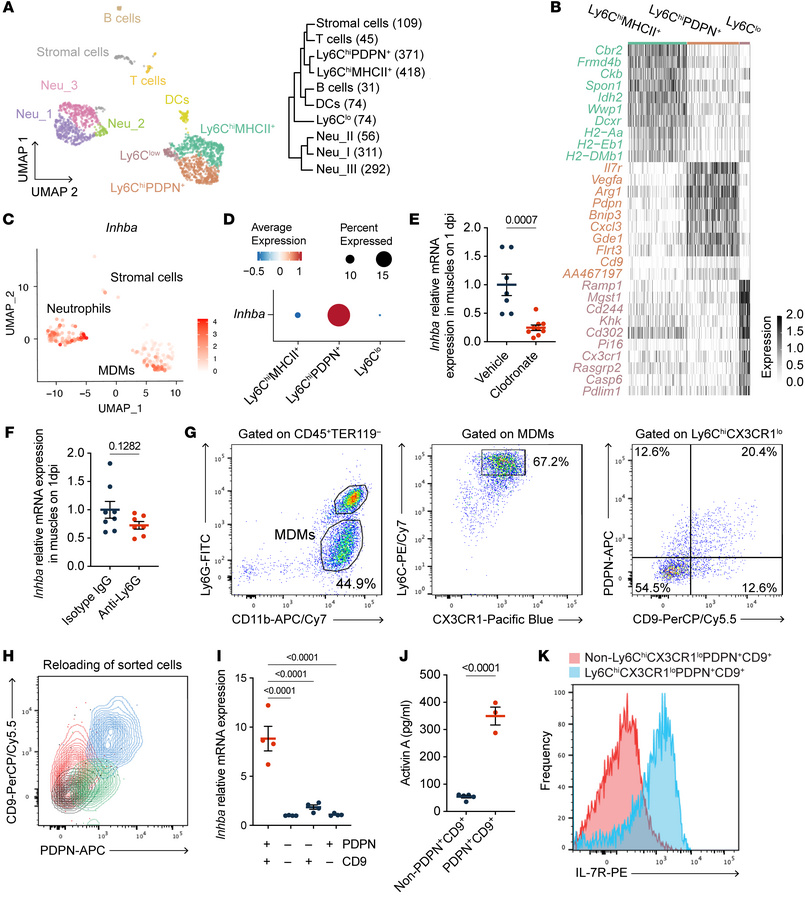 Ly6ChiCX3CR1loPDPN+CD9+ MDMs preferentially express activin A in injured...