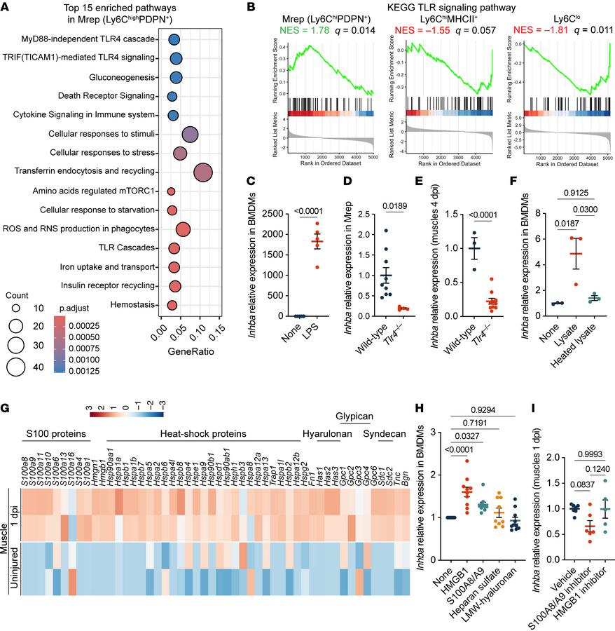 TLR4 activation by DAMPs induces activin A expression in Mrep.
(A) Dot p...