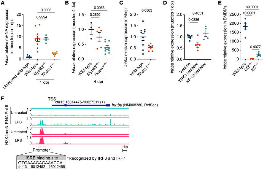 Activin A expression in Mrep is induced via the TRIF/TBK1/IRF3/7 signali...