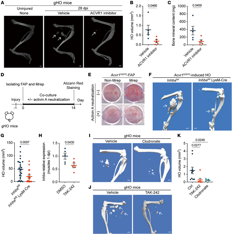 Mrep drives HO by stimulating FAPs via activin A under conditions of abe...