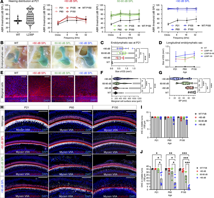 Phenotypic characterization of auditory function and cochlear anatomical...