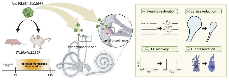 graphical abstract