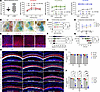 Phenotypic characterization of auditory function and cochlear anatomical an