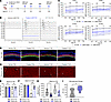 Neonatal delivery of Anc80.hSLC26A4 improves hearing improvement and preser