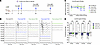 Delivery of Anc80.hSLC26A4 improves hearing in L236P-mutant juvenile mice.