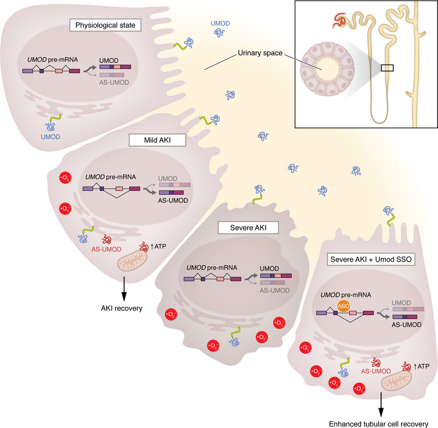 An AS-UMOD isoform of uromodulin promotes tubular recovery following inj...