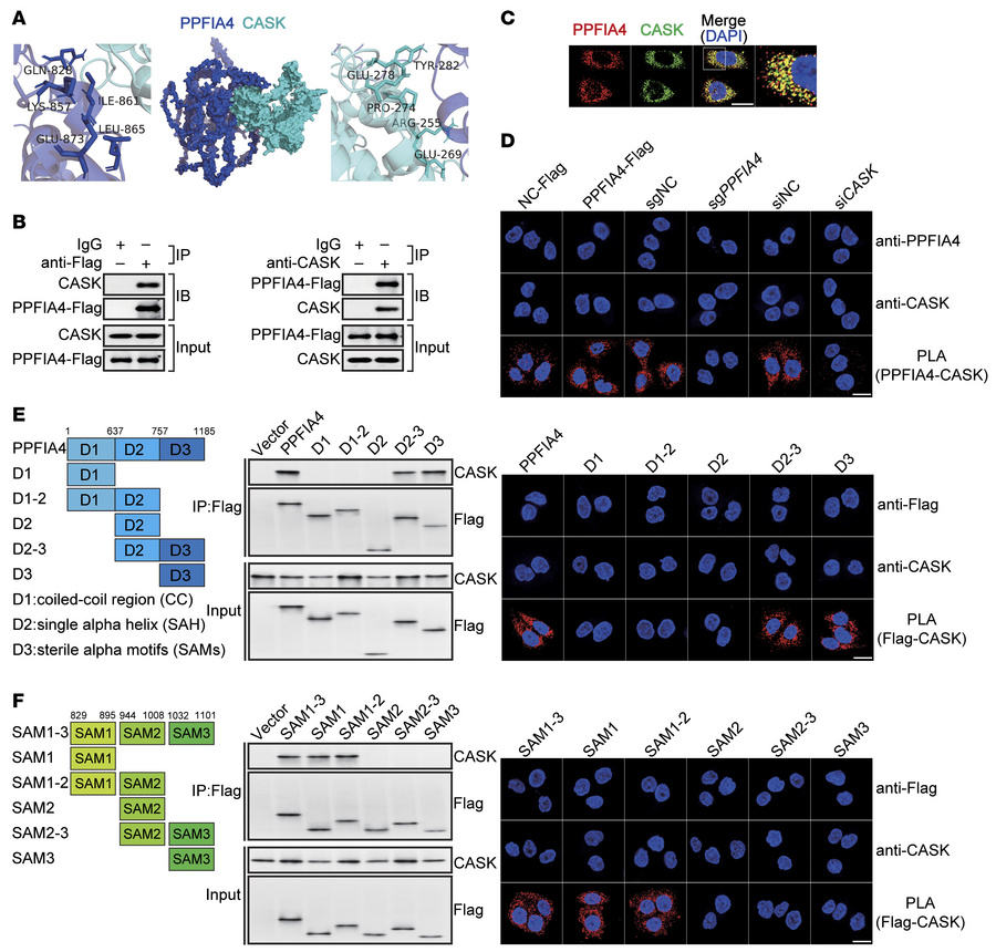 PPFIA4’s SAM1 binds to CASK during H. pylori infection.
(A) The optimall...