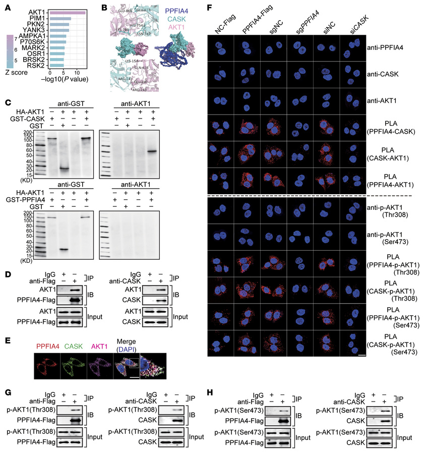 PPFIA4/CASK interacts with and activates AKT1 during H. pylori infection...
