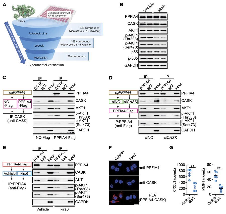 Kira6 is a molecular inhibitor of PPFIA4.
(A) Schematic showing the prot...