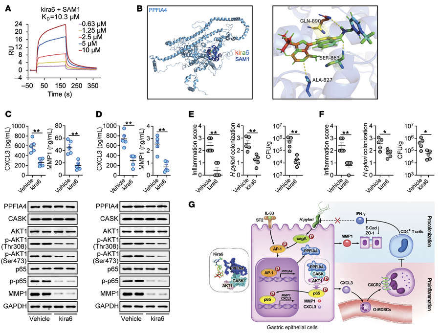 Kira6 is a molecular inhibitor of PPFIA4 that ameliorates H. pylori pers...