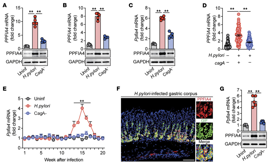 
H. pylori induces GECs to express PPFIA4 via CagA.
(A–C) PPFIA4/Ppfia4 ...