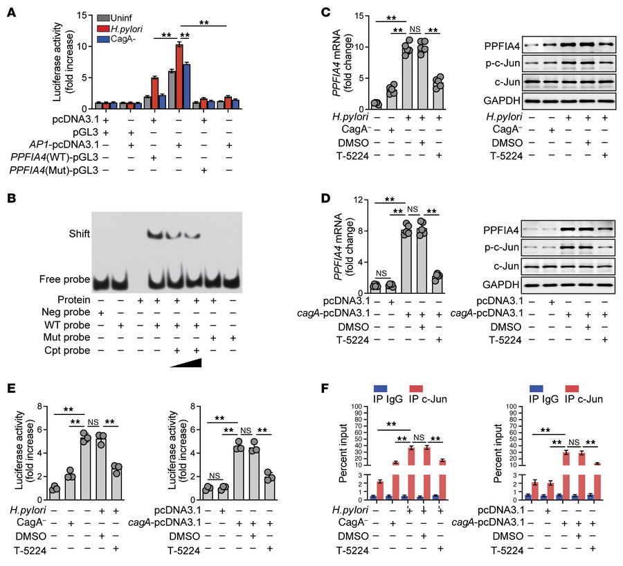 
H. pylori induces GECs to express PPFIA4 via the CagA/AP1 pathway.
(A) ...