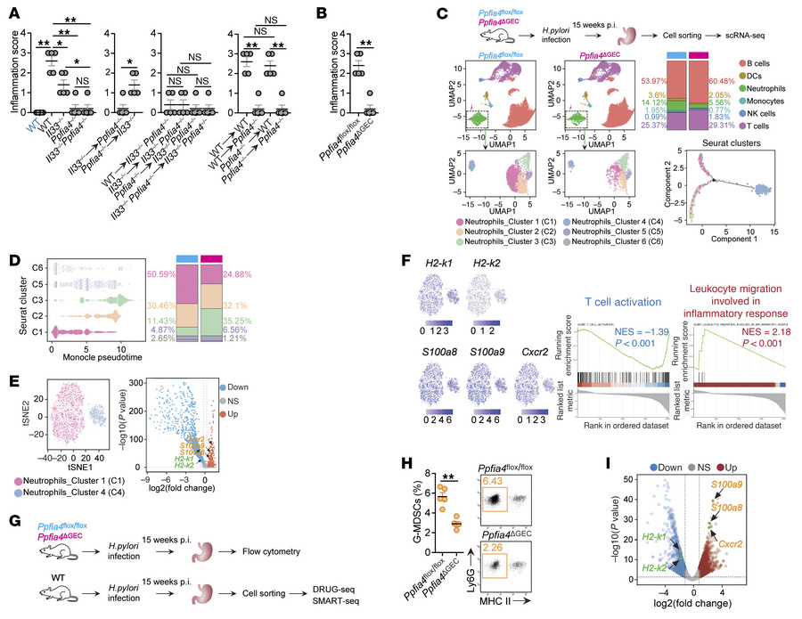 PPFIA4 increases gastritis by promoting G-MDSC accumulation during H. py...