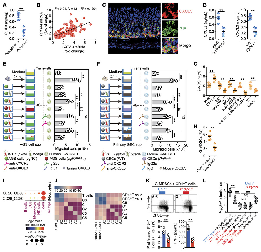PPFIA4 increases gastritis by promoting G-MDSC accumulation via CXCL3 du...