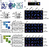 PPFIA4’s SAM1 binds to CASK during H. pylori infection.