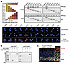 PPFIA4 binds to domains of CaMK to the first L27 of CASK during H. pylori i