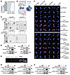 PPFIA4/CASK interacts with and activates AKT1 during H. pylori infection.