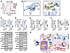 Kira6 is a molecular inhibitor of PPFIA4 that ameliorates H. pylori persist