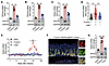 H. pylori induces GECs to express PPFIA4 via CagA.