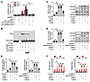 H. pylori induces GECs to express PPFIA4 via the CagA/AP1 pathway.