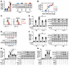 H. pylori and IL-33 induce PPFIA4 synergistically.