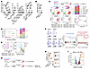 PPFIA4 increases gastritis by promoting G-MDSC accumulation during H. pylor